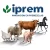 IPREM-BULL Desarrollo 25